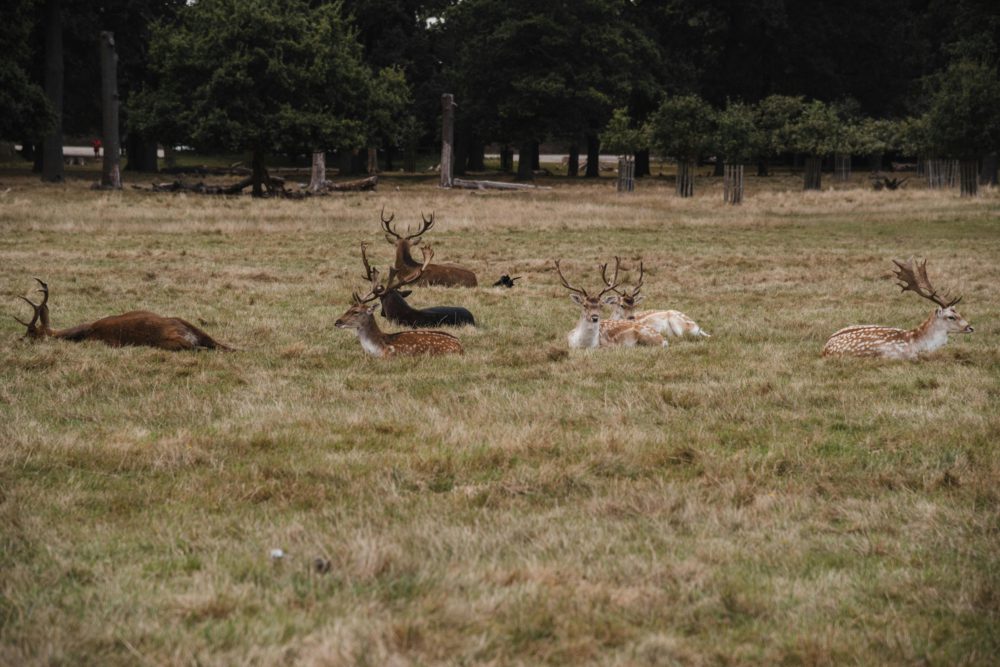 herd of deer