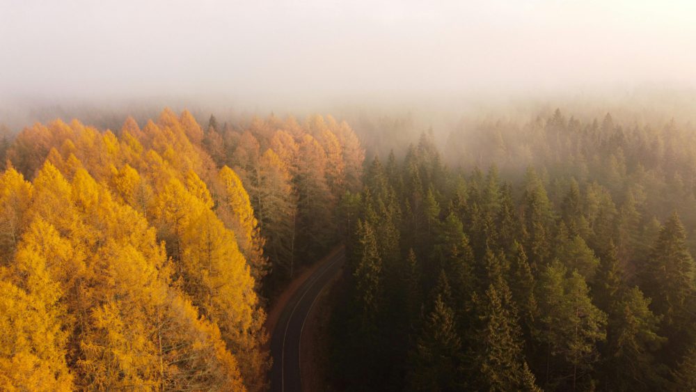 Road in the woods.