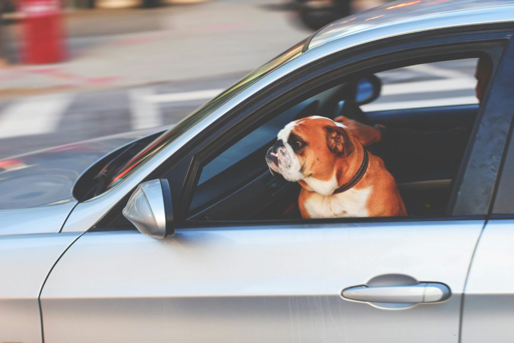 Car restraints for dogs
